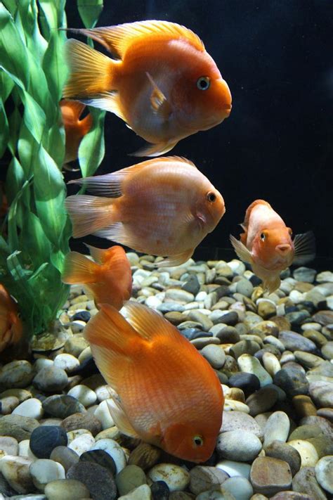 血鸚鵡水質|血鸚鵡 (財神魚)飼養教學及注意－我愛家｜痞客